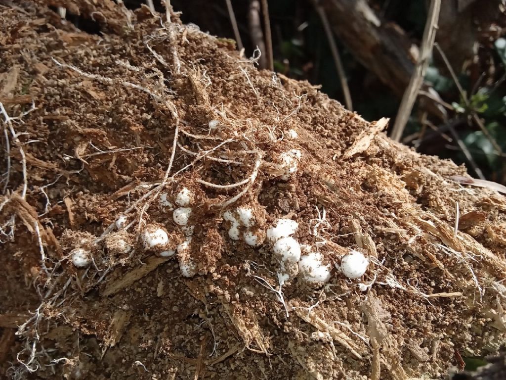 Strane palline bianche